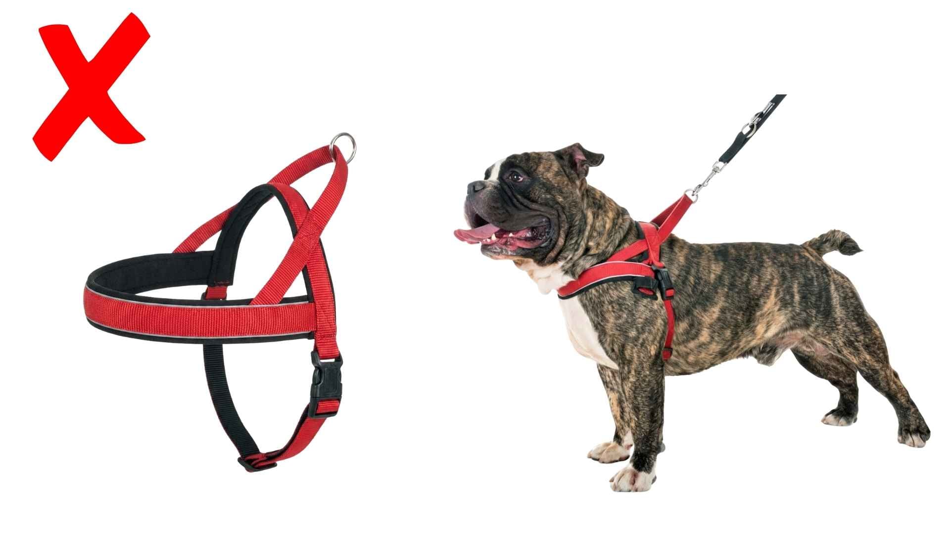 arnés noruego para perros